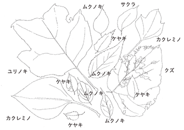 岐阜の森のスペシャリストと楽しむ「森の香り、木の魅力」+「キュッパのびじゅつかん展」4