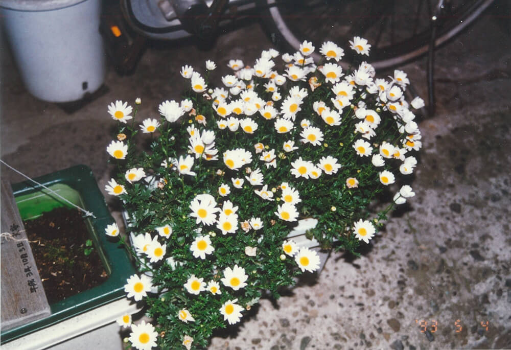花の写真1